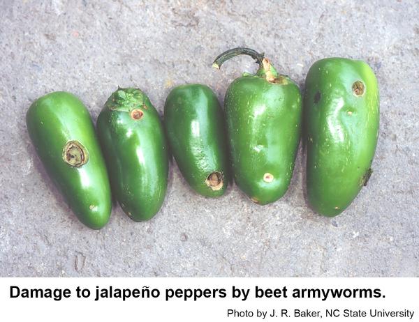 Beet armyworms damage
